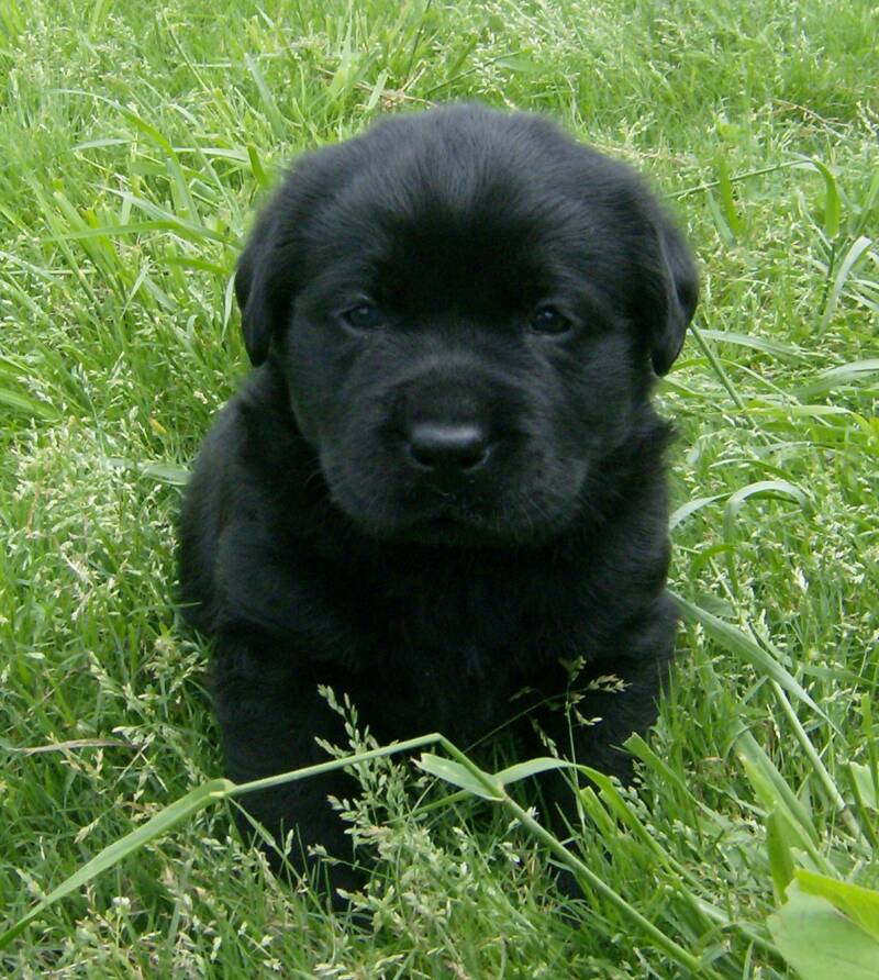 Black Labs Nh 63