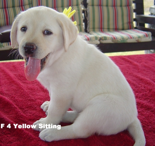 polar bear lab puppy