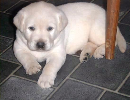 polar bear lab puppy