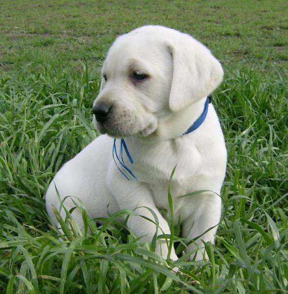 polar bear lab puppy